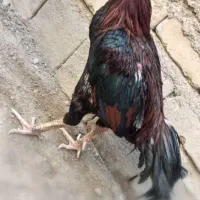 خروس میانوالی