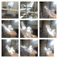 10 تا کفتر کبوتر فقط معاوضه