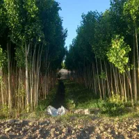 صنوبر سنوبر ترک درخت پول ساز قیمت تعاونی