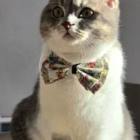 گربه بریتیش شورت هیر /پسر /۱ ساله/ ۲۰ میلیون