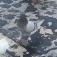 کبوتر جمعن ۲ تومن|پرنده|ملکان, |دیوار