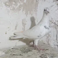 دوتا سار  نر کرمونی|پرنده|تربت‌حیدریه, آسایش|دیوار