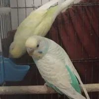 مرغ عشق مولد تخم گذار