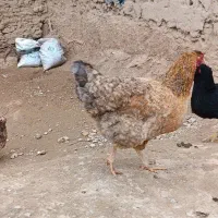 مرغ|مجسمه، تندیس، ماکت|بیجار, |دیوار