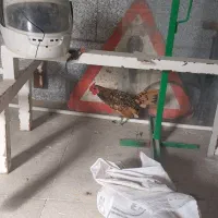 خروس سبرایت