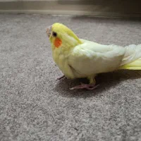 عروس هلندی لوتینو سه ماهه