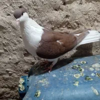 پولک و ساده کاکلی|پرنده|تربت‌حیدریه, منظر|دیوار