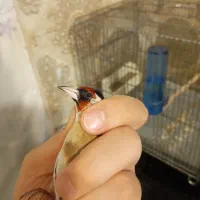 سهره نر چونه سفید|پرنده|تهران, هفت چنار|دیوار