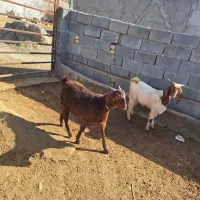 بز.جوان داشتی چپیش