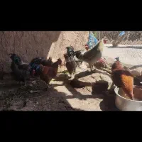 لاری.موغ.کرچ.خورس.محلی