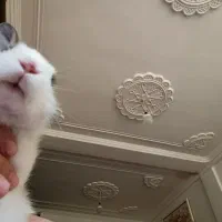 خرگوش لپ|موش و خرگوش|یاسوج, |دیوار