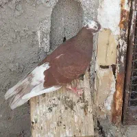 کبوتر پرشی عالی