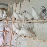 کبوتر پرشی  کاشان