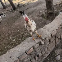 خروس گلین|حیوانات مزرعه|زرندیه, |دیوار