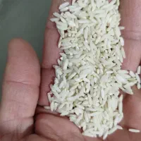 برنج محلی|خوردنی و آشامیدنی|بیرانوند, |دیوار