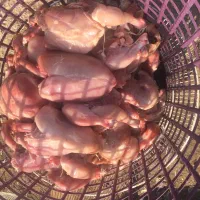 مرغ غذای سگ و گربه