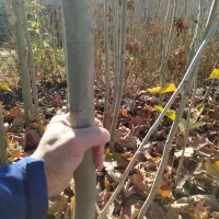 چنار یکساله و دو ساله