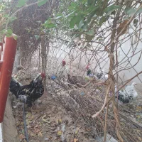 مرغ و خروس گلین کاکل ریش چهل تاج اصیل|حیوانات مزرعه|شهریار, رضی آباد بالا|دیوار