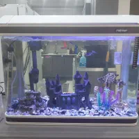 آکواریوم ماهیران