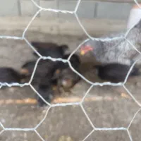 مرغ جوجه دار|حیوانات مزرعه|سیمین شهر, |دیوار