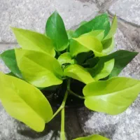 بامبو .گل .گلدان بامبو|گل و گیاه طبیعی|ورامین, ورامین|دیوار