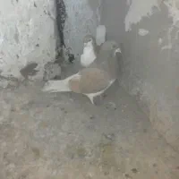 کبوتر خوشرنگ زرد|پرنده|شیراز, جرسقان|دیوار