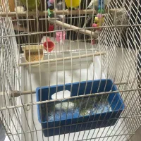 ۳ عدد مرغ عشق همراه قفس