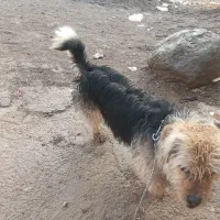 سگ خانگی|سگ|مشهد, درزآب|دیوار