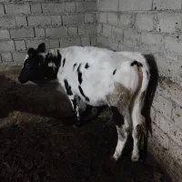 گوساله سیمنتال درجه یک