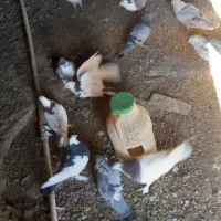 چند کبوترماده ونر وجفت|پرنده|بوئین و میاندشت, |دیوار