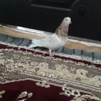 کفتر هفت رنگ کشیده گرفتنی کبوتر|پرنده|کرباسک, |دیوار