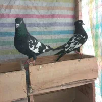 کبوتر|پرنده|مراغه, |دیوار
