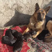 توله سگ ژرمن،پدر مادر وارداتی|سگ|آبیک, |دیوار