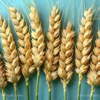 گندم