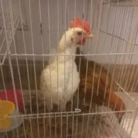 مرغ خروس  ۳ ماهه
