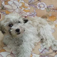 واگزاری توله شش ماهه نر