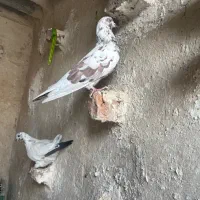 کبوتر