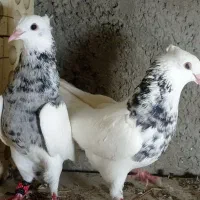 دو نر طوقی الماسی بدون عیب پاک بدون یه غلط|پرنده|چابهار, |دیوار