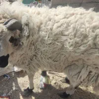 بره نر معاوضه باموتور