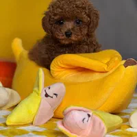سگ پودل عروسکی ۶۵ روزه وارداتی