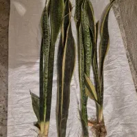 گل سانسوریا