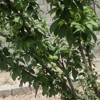 باغچه آماده ویلا سازی لوکیشن سرسبز|فروش دفتر صنعتی، کشاورزی، تجاری|تهران, فرودگاه مهرآباد|دیوار