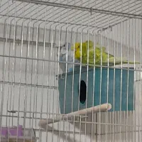 مرغ عشق|پرنده|داراب, |دیوار