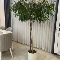 گل آمستل بسیار زیبا