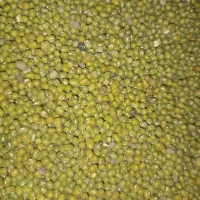 ماش برداشت هیسه|خدمات باغبانی و درختکاری|دره شهر, |دیوار