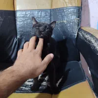 گربه
