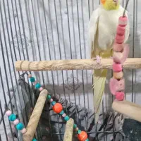 عروس هلندی نر