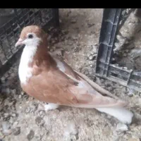 پیدا شده
