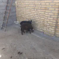دو‌راس‌بره‌ماده‌داشتی‌