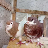 یک جفت کفتر نرو ماده|پرنده|شیراز, شاپورجان|دیوار